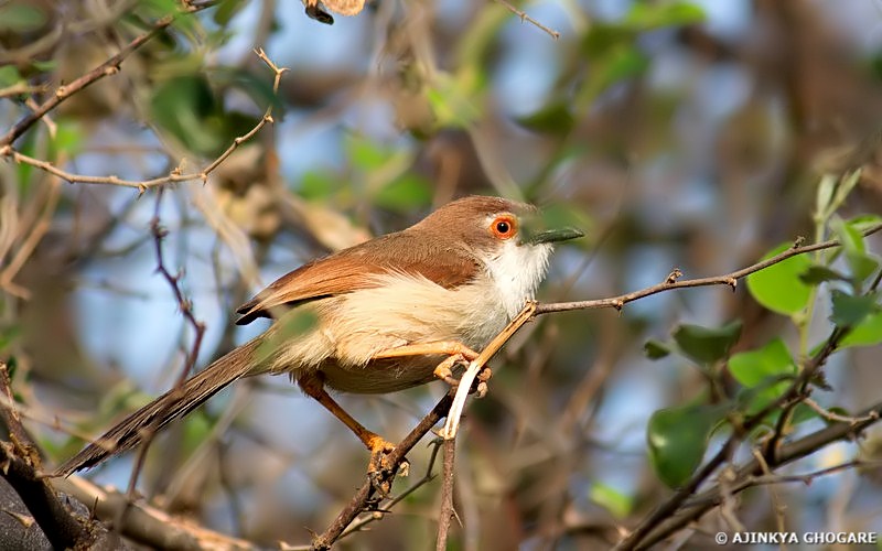 Yellow-eyed Babbler